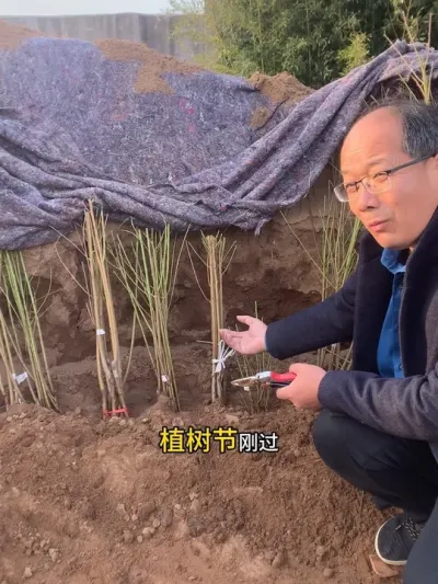 这样保存苗木不错 看看是否，栽植桃树来了#三农种植 #果园管理