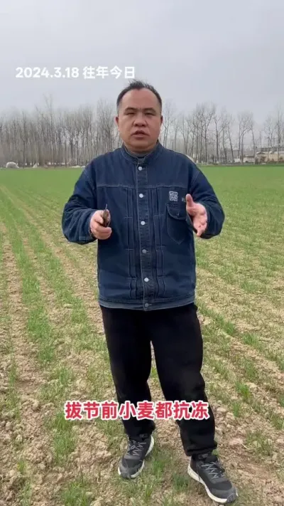 元旦前后播，不惧倒春寒。
肥水能充沛，晚茬不浪费。