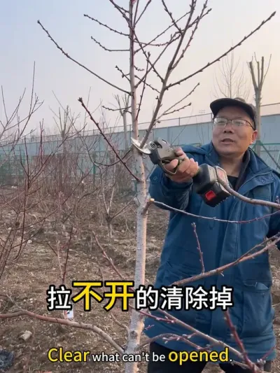 干掉 你的桃树有这情况，干掉了，别客气