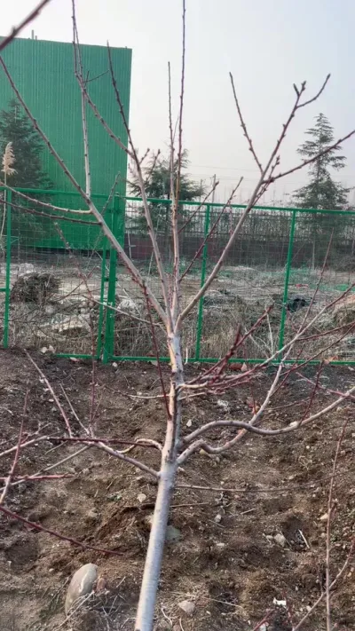 单轴延伸 多插头这样处理#果树修剪 #桃树管理 #果园管理 @苗姐农资店 @果树达人徐明举助手