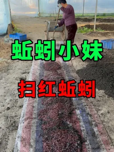 阳光明媚的日子，出一批红蚯蚓 #蚯蚓养殖 #三农 #农村创业
