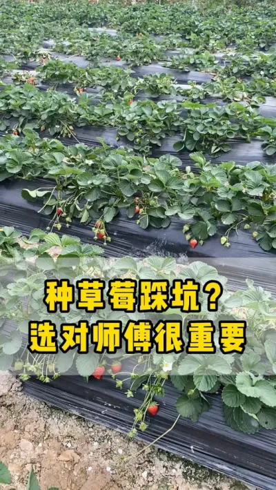 种草莓没有好师傅带，那就有踩不完的坑等着你#草莓 #草莓种植 #农业