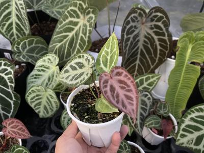 上一年在无锡热植展拿到的纵野家赠品，丑小鸭惊讶的蜕变！！#花烛[话题]# #水晶花烛[话题]##撕裂纹花烛[话题]##红水晶花烛[话题]# #纵野[话题]#