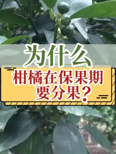 为什么柑橘在保果期要分果？ #分果 #柑橘 #新农人计划2025  #支持三农扶持三农发展 #抖音助农扶农