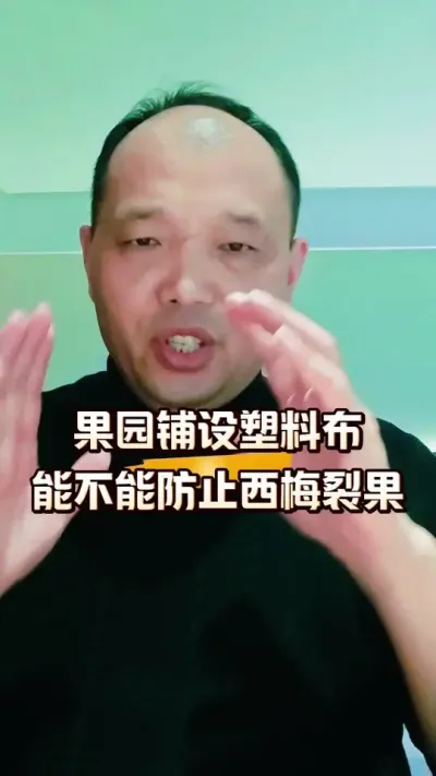 果园铺设塑料布能不能防止西梅裂果#西梅种植#农田行者#农田行者技术服务联盟#