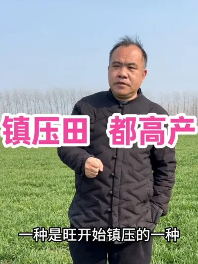 镇压田 都高产 无论早中晚播，镇压都能拿到理想的产量。镇压，是小麦高产的伙伴。#支持三农扶持三农发展