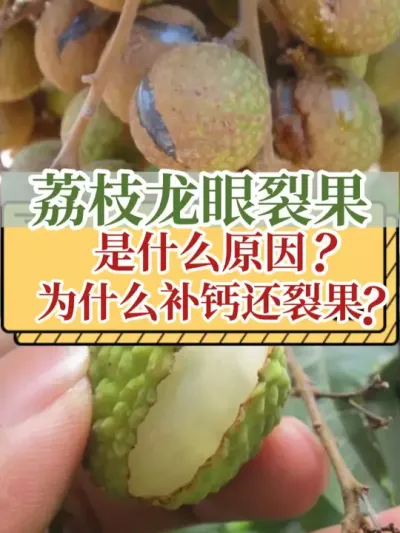 荔枝龙眼裂果是什么原因？为什么补钙还裂果？ #dou来广东百千万 #裂果 #钙肥 #新农人计划2025  #支持三农扶持三农发展
