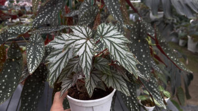 大家喜欢这个新品吗[害羞R][害羞R][害羞R]#秋海棠[话题]# #竹节秋海棠[话题]#
