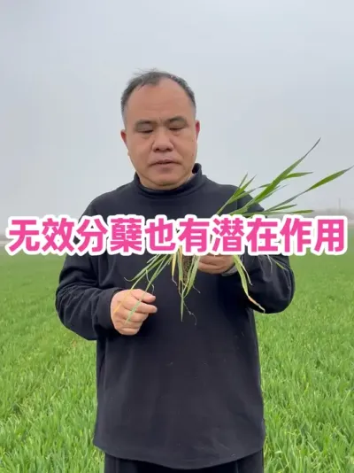 无效分蘖也有潜在作用 无效分蘖也是上帝精心的安排，小麦是自我调节能力最强的农作物，没有之一！#农业种植技术