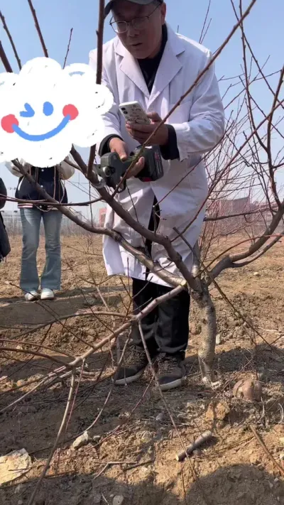 直接干掉 现场示范修剪，00后学生的作业视频来了。#果树修剪