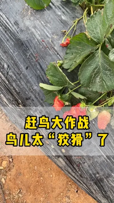 赶鸟是我们种草莓的人，每天必做的工作#草莓 #草莓种植 #农业
