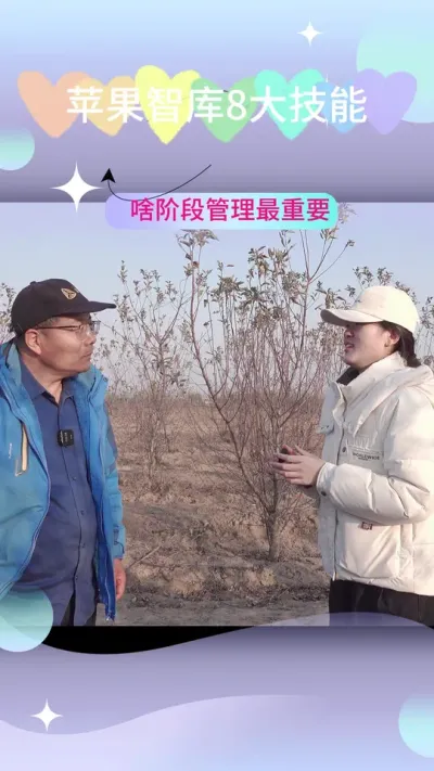 苹果管理哪个阶段管理最重要 开花，坐果最重要，修剪也不能落伍。#果园管理 #田间地头就是我的舞台 #抖音助农