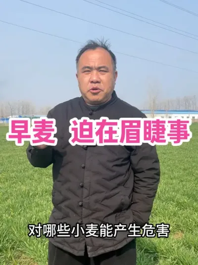早麦 迫在眉睫事 早播麦，3 月 11 前拔节的，14、15 日准备防倒春寒#心系三农服务三农