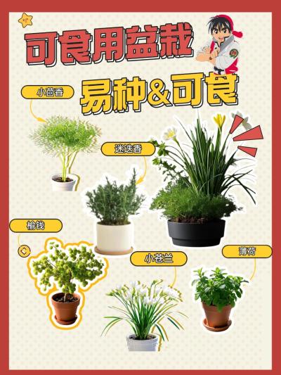 《小当家》同款5种可食用植物养成+吃法秘籍