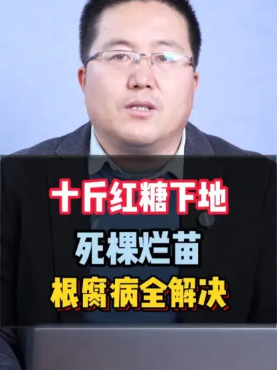 十斤红糖下地，死棵烂苗根腐病全都解决 #水肥发酵 #发酵水肥 #农业种植 #死棵烂苗 #根腐病