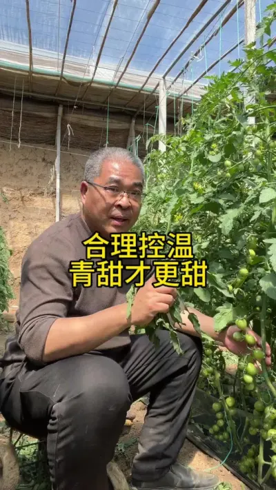青甜转色上糖，控温有方 #创作灵感 #农业种植技术 #抖音助农
