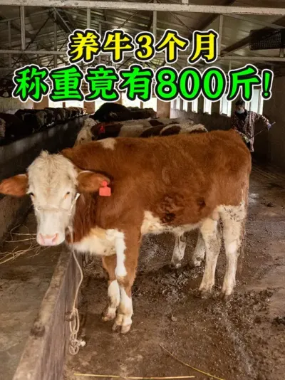 牛到家3个月，养殖户总说没长肉！今天给牛称重竟然快有800斤 #养牛人 #养牛技术 #养牛知识 #农村养牛 #畜牧养殖