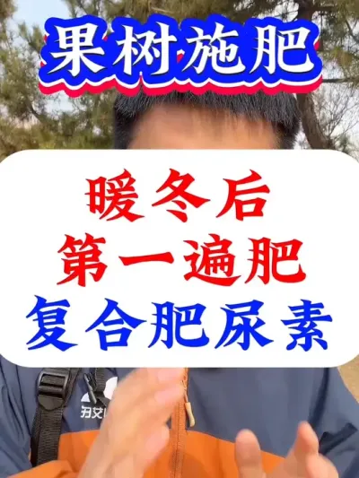 暖冬后果树第一遍肥#果树施肥#果树种植 #果树管理 #促花保果#花芽分化