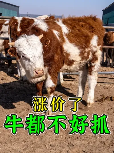 涨价了，牛都不好抓！客户要的100多头牛，今天一半都没抓到！ #牛价行情 #养牛人 #西门塔尔 #买牛 #养牛技术