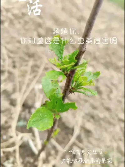 烤烤你，你知道这是什么危害吗#果树虫害 #西梅种植#农田行者