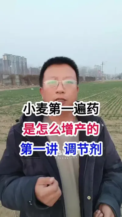 小麦第一遍药，是怎样增产的，第一讲调节剂 小麦第一遍药，是怎样增产的，第一讲调节剂#小麦种植 #小麦种植管理技术 #马哥聊农业 #小麦高产技术 #农技知识分享