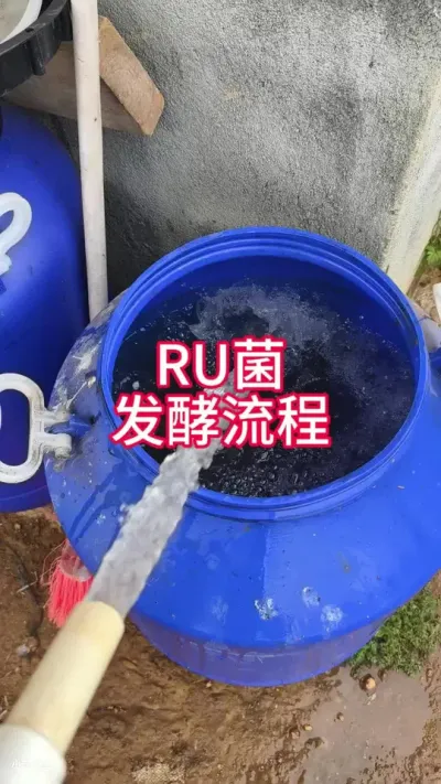 RU复合菌发酵流程，100斤水＋1块菌砖＋5斤糖蜜密封发酵2-3天#发酵乳酸菌 #小江养鱼