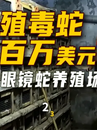如何养毒蛇年入数百万美元 越南著名毒蛇村 勒垫村眼镜蛇养殖场 2/3  #三农 #养蛇 #养殖业 