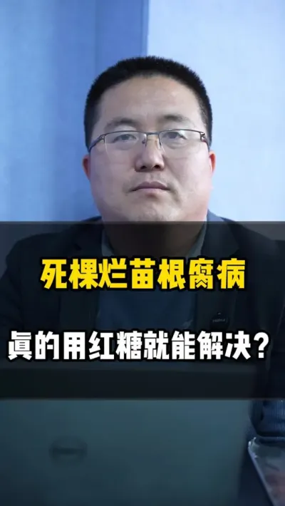 死棵烂苗根腐病，真的用红糖就能解决吗？ #死棵烂苗 #根腐病 #根腐病防治 #发酵水肥 #水肥发酵