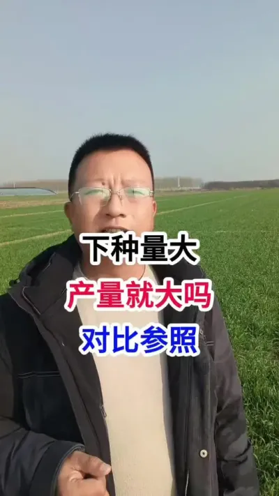 下种量大，产量就大吗，对比参照 下种量大，产量就大吗，对比参照#小麦种植 #小麦种植管理技术 #马哥聊农业 #小麦高产技术 #农技知识分享