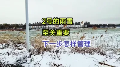 2号的雨雪，至关重要，下一步怎样管理 2号的雨雪，至关重要，下一步怎样管理#小麦种植 #小麦种植管理技术 #马哥聊农业 #小麦高产技术 #农技知识分享 