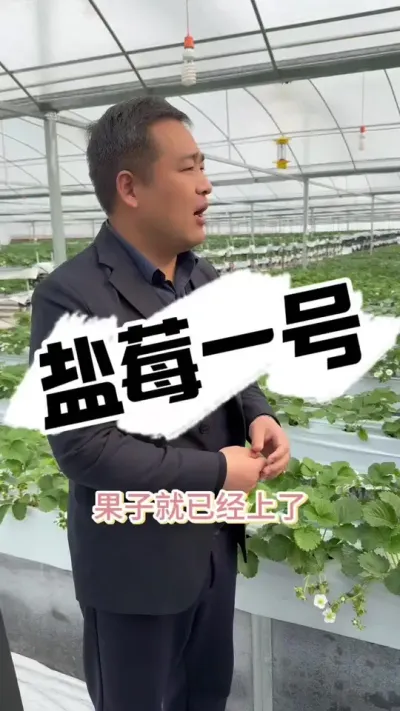 盐莓一号，世界草莓大会抢先看 好品种盐莓一号，你们了解多少#草莓种植 #病虫害防治 #草莓园 #2024新农人计划 #种草莓