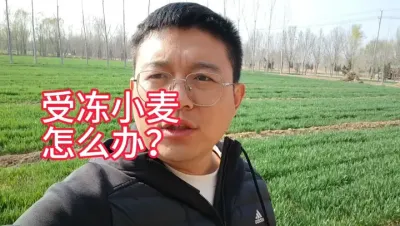 这次倒春寒天气对小麦有什么影响？如何补救呢？ 