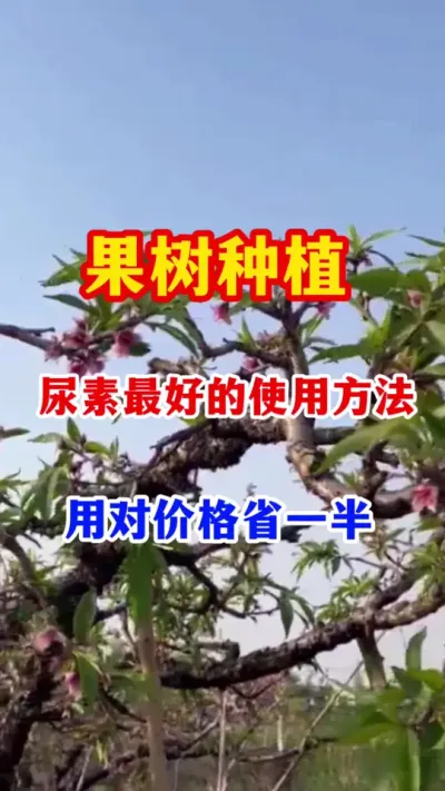果树种植，尿素应该怎么用？ #分享果树种植管理技术 #抖音助农   #果树种植 #果园管理   #果树施肥
