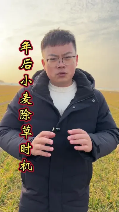 年后除草 小麦年后除草机不可失，看好当地天气，及时除草。#小麦高产技术 #小麦种植管理技术 #小麦除草剂 #小麦增产增收 #高产小麦管理技术