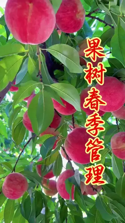 果树虫害防治。 #果树种植 #病虫害防治 #果园管理  #果树病虫害   #农业种植