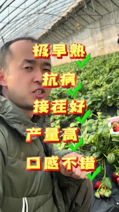 金刚二号 这个品种你怎么看#草莓种植 #三农种植 #金刚二号 #抖音助农 #农业技术