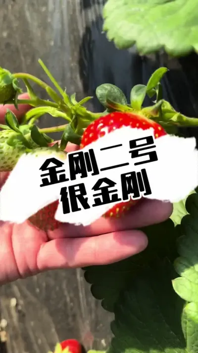 金刚二号又大又亮 金刚二的号挂果表现异常喜人#草莓 #草莓种植 #草莓采摘园 #三农种植 #金刚二号