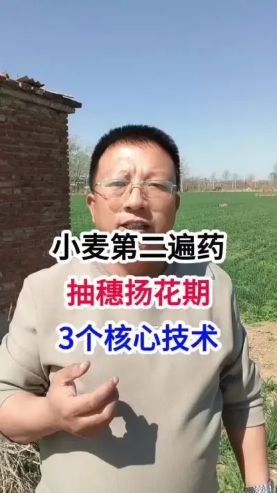 小麦第二遍药，抽穗扬花期，3个核心技术 小麦第二遍药，抽穗扬花期，3个核心技术#小麦种植 #小麦种植管理技术 #马哥聊农业 #小麦高产技术 #农技知识分享