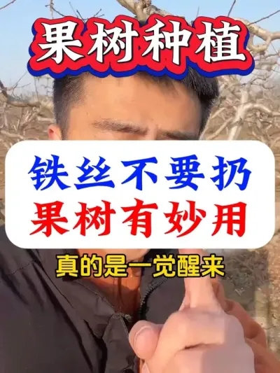 铁丝不要扔，果树有妙用#果树种植#果树管理#果树施肥#果树种植管理 #果树高产