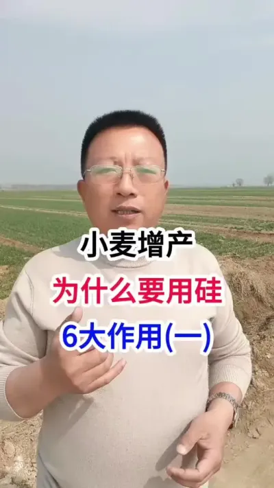 小麦增产，为什么要用硅，6大作用(一) 小麦增产，为什么要用硅，6大作用(一)#小麦种植 #小麦种植管理技术 #马哥聊农业 #小麦高产技术 #农技知识分享