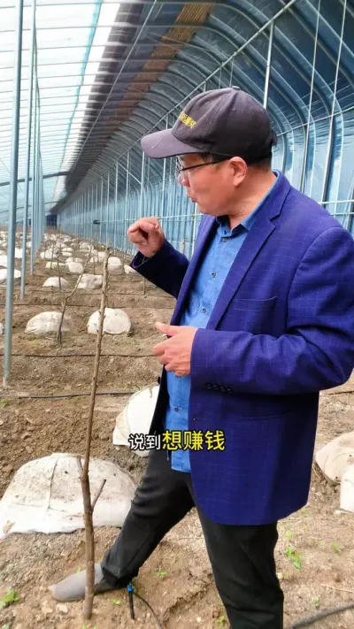 大樱桃修剪五步走 怎么走，她来了。#果园管理 #大樱桃
