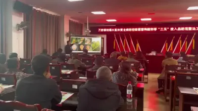 柑桔木虱 #柑桔木虱 #李老师说柑桔