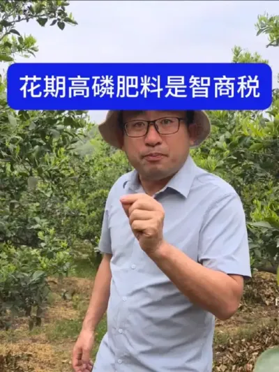 柑橘花期所有高磷肥都是智商税 柑橘不需要么多磷肥#柑橘种植 #柑橘 #柑橘修剪