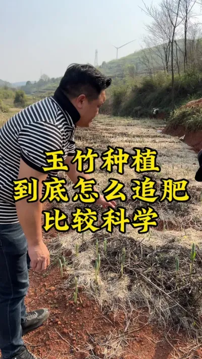玉竹种植到底怎么追肥？比较科学！ #药材种植 #种植小技巧 #抖音助农 #玉竹 #农业种植