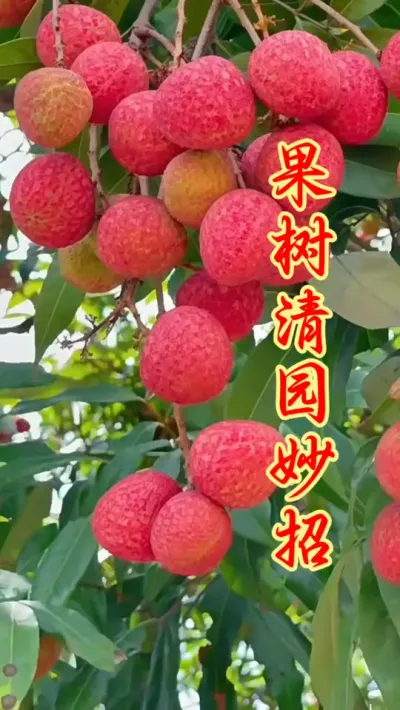 果树春季清园专用。 #果树种植 #果园管理 #果树清园 #病虫害防治 #农业种植
