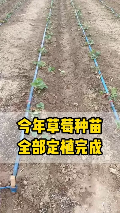 今年草莓种苗，全部育苗完成！有20个品种左右！！#盐莓一号 #金刚二号 #越王 #草莓