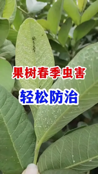不用打药，也能轻松防治果树虫害！ #果树种植 #三农   #果园管理   #果树病虫害防治  #农业种植