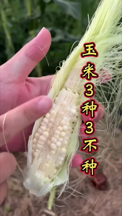 玉米选种 玉米种子三选三不选。#玉米高产种植技术 #玉米 #玉米种子 #玉米种植 #玉米种植技术