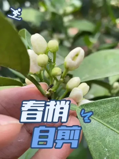 柑橘春梢自剪#抖音助农 #新农人计划 #种植小技巧 #助力乡村振兴 #柑橘种植