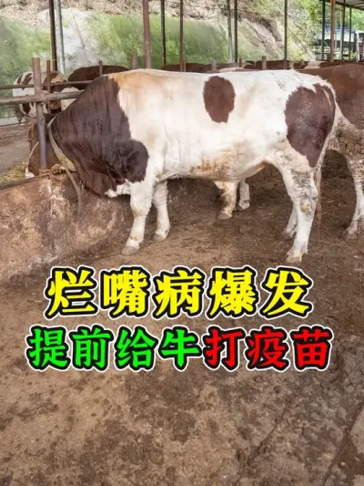 烂嘴病高峰期！我自己买的牛打过疫苗，现在用免费疫苗再打一次！ #口蹄疫的防疫 #口蹄疫 #五号病 #打疫苗 #农村养牛